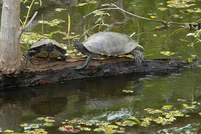 Jean Lafitte 90-Minute Swamp and Bayou Boat Tour - Inclusions and Logistics