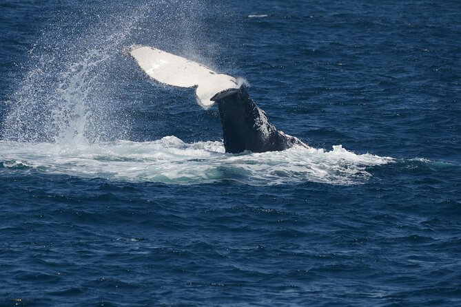 Jervis Bay Whale Watching Tour - Booking Process Overview