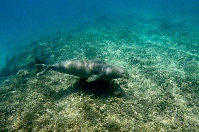 Jet Snorkeling in Turtle, Dolphin and Monk Seal Bay - Reviews and Feedback From Travelers