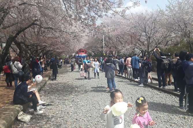 Jinhae Cherry Blossom and Busan Sunrise Tour From Seoul - Itinerary and Festival Details