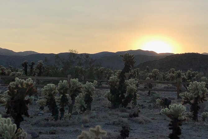 Joshua Tree National Park Driving Tour - Tour Pricing