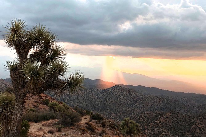 Joshua Tree National Park Scenic Tour - Guide Reviews