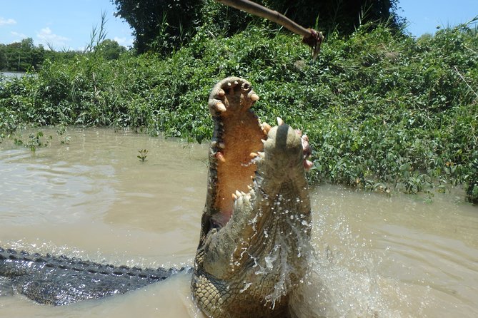 Jumping Crocodile Cruise With Lunch - Lunch Experience