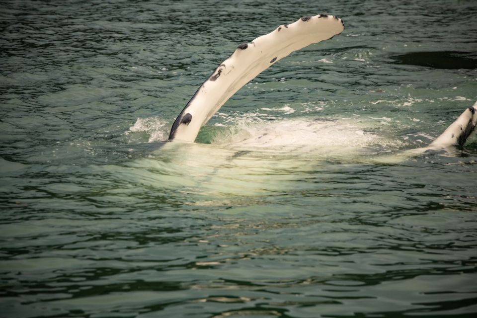 Juneau: Mendenhall Glacier Waterfall & Whale Watching Tour - Sum Up