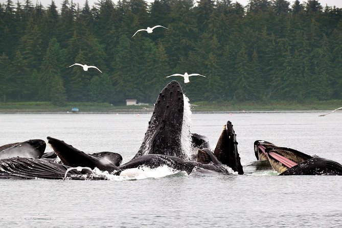 Juneau Whale Watching Adventure - Photo Opportunities