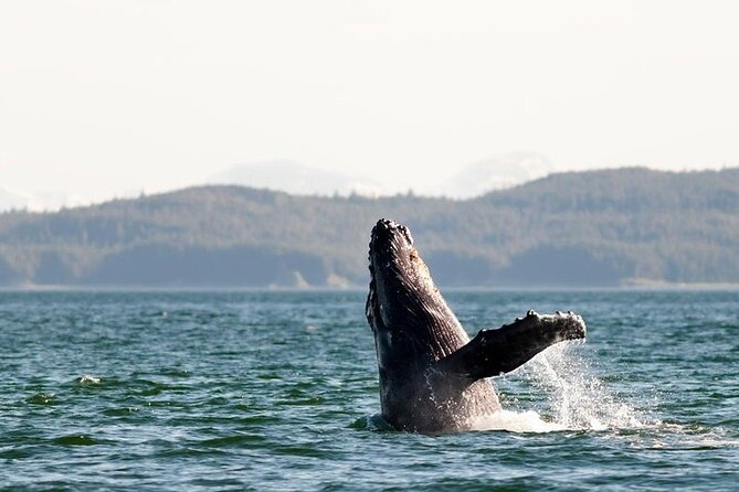 Juneau Wildlife Whale Watching & Mendenhall Glacier - Booking Information