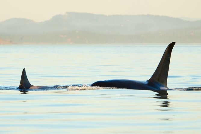 Juneau Wildlife Whale Watching - Customer Testimonials