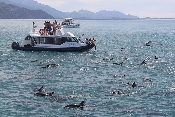 Kaikoura Day Tour With Dolphin Encounter From Christchurch - Insider Tips