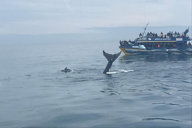 Kaikoura Day Trip - Whales Encounter - Start Time and Tour Hours