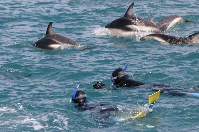 Kaikoura Swim With Dolphins Tour From Christchurch - Directions