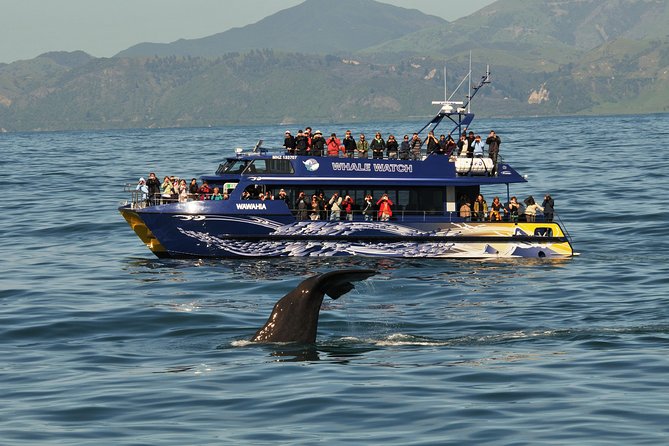 Kaikoura Whale Watch Day Tour From Christchurch - Guide Performance