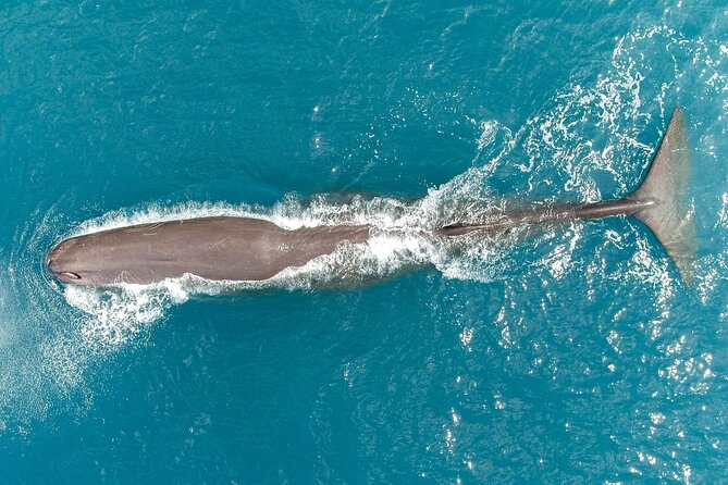 Kaikoura: Whale Watching Flight (Extended) - Logistics and Booking Information