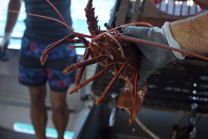 Kalbarri Rock Lobster Pot Pull Tour in Kalbarri - Accessibility Details
