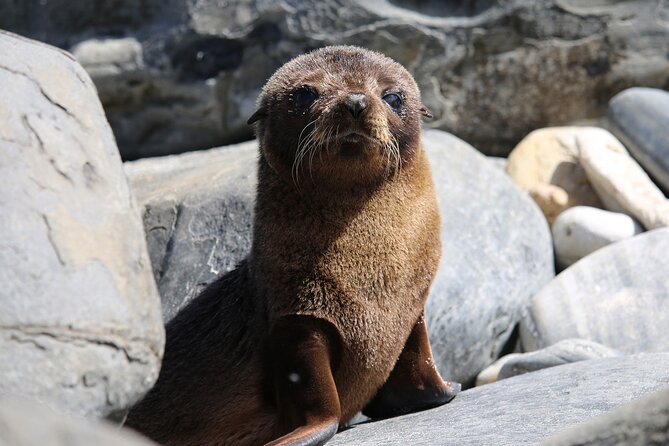 Kangaroo Island Iconic Sights and Wildlife Full-Day Tour - Local Flora and Fauna