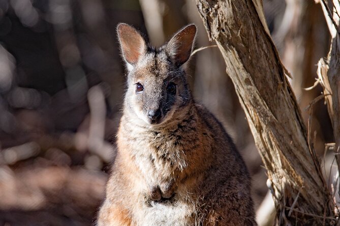 Kangaroo Island Luxury Small Group Island Life Full Day Tour - Common questions