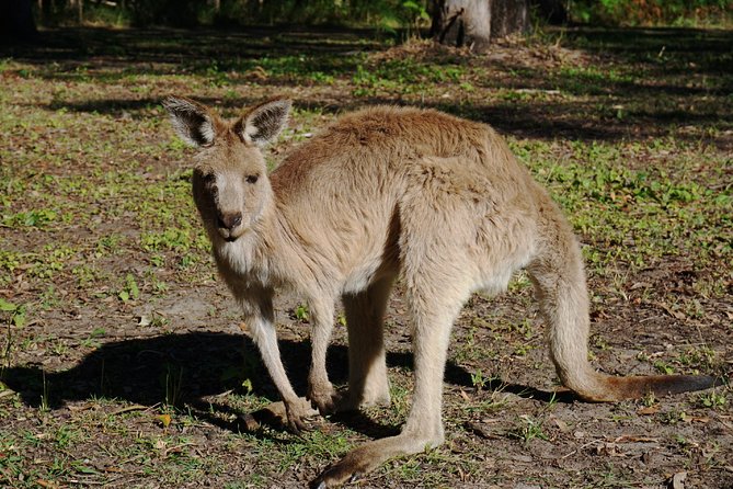 Kangaroo Watching & Koala Spotting Private Tour - Traveler Resources