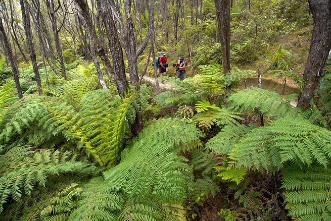 Kayak & Pitt Head Nature Loop - Guided Kayak & Unguided Walk - New Zealand - Common questions