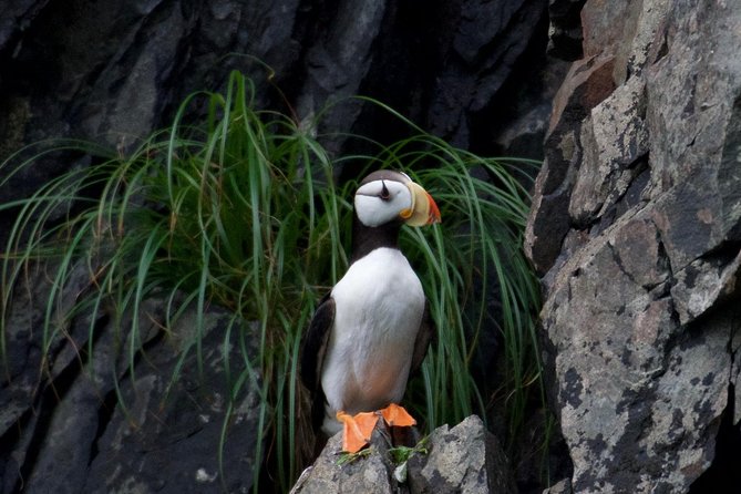 Kenai Fjords and Resurrection Bay Half-Day Wildlife Cruise - Cancellation Policy