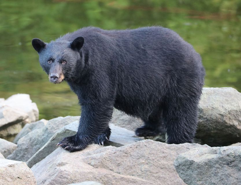 Ketchikan: Potlatch Park, City and Wildlife Private Van Tour - Inclusions and Fees