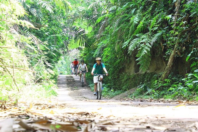 Kintamani Cultural and Nature Cycling Tour - Pricing and Operations