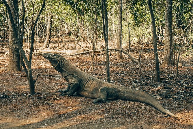 Komodo Private Tour 3Days 2 Night - Transportation and Logistics Details