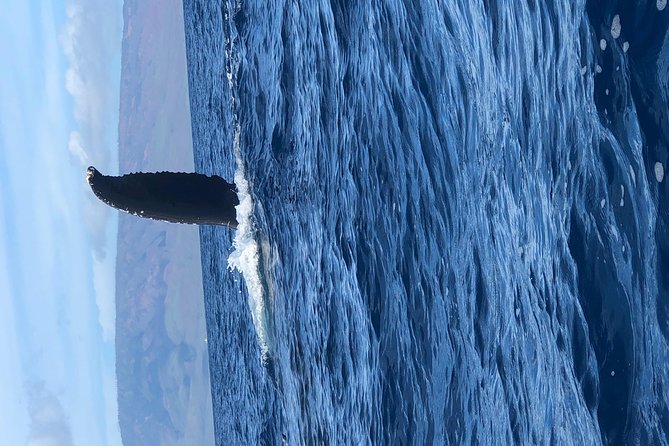 Lahaina Small-Vessel Whale-Watching Experience  - Maui - Customer Experiences
