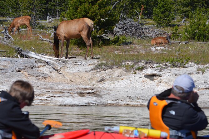 Lake Yellowstone Half Day Kayak Tours Past Geothermal Features - Reviews and Additional Info