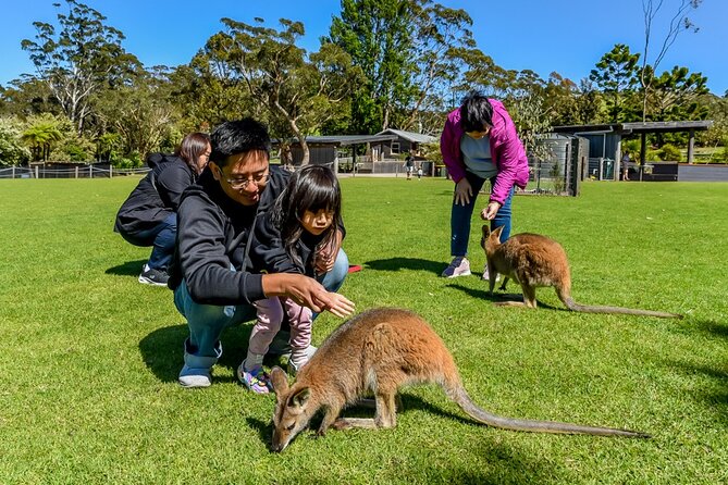 Late Start Blue Mountains Nature, Waterfalls, Koalas Small Group - Itinerary Details