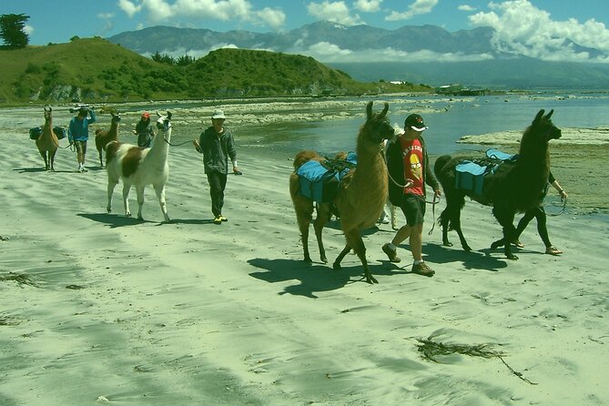 Llama Trek (Half-day) - Kaikoura Bay, Beaches & Seal Colony - Indulge in Complimentary Coffee and Snacks