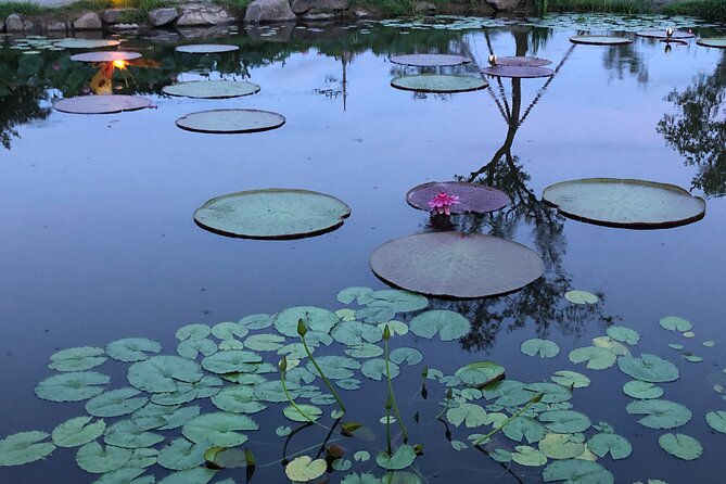 Lotus Festival in Buyeo and Jeonju Hanok Village Tour From Seoul - Weather Considerations