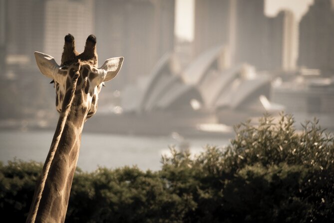 Luxury Sydney Tour - Additional Info and Tour Experience