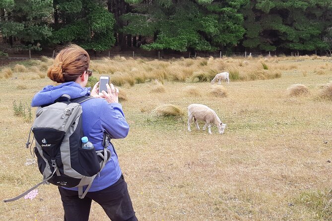 Lyttelton Shore Excursion -Guided Hiking Tour Packhorse Hut - Important Details