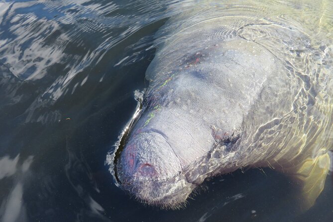 Manatee Discovery Kayak Tour for Small Groups Near Orlando - Common questions