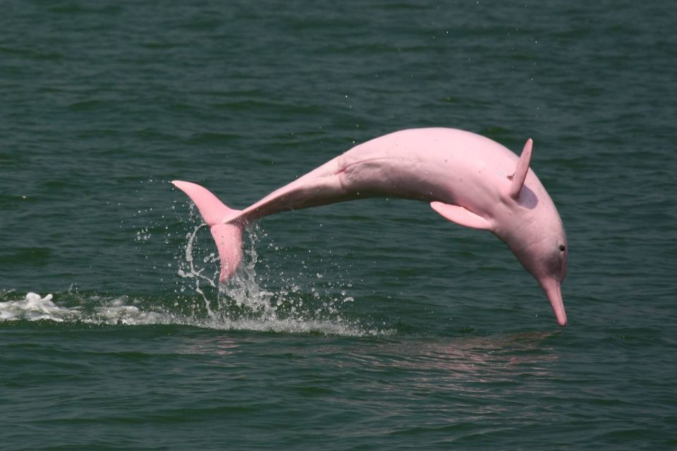 Manaus: Guided Amazon Dolphins Day Trip With Boat and Pickup - Wildlife Encounter