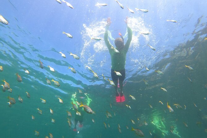 Manly Snorkel Trip and Nature Walk With Local Guide - Location and Customer Experience