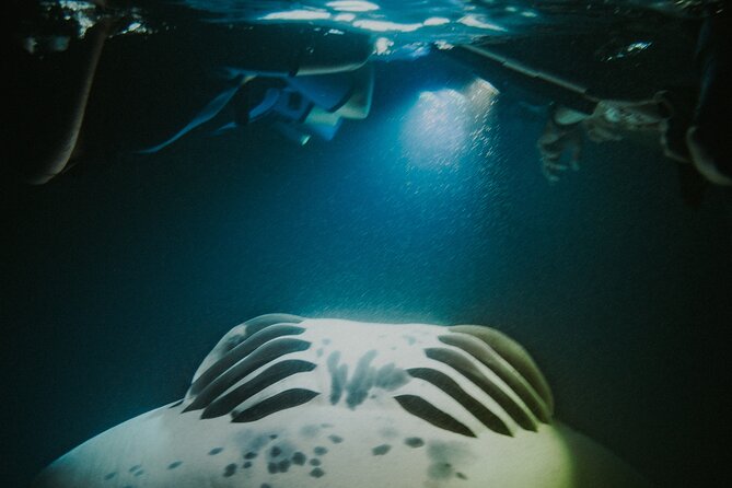 Manta Ray Snorkeling by Night in Kailua-Kona, Hawaii - Manta Ray Behavior Observations