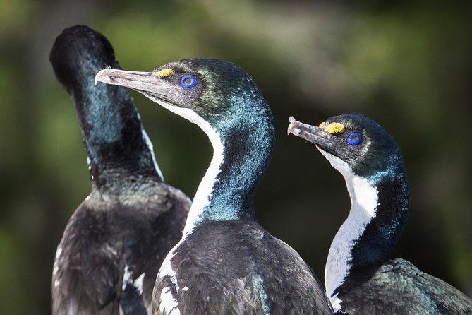 Marlborough Sounds Ultimate Cruise - Memorable Wildlife Encounters