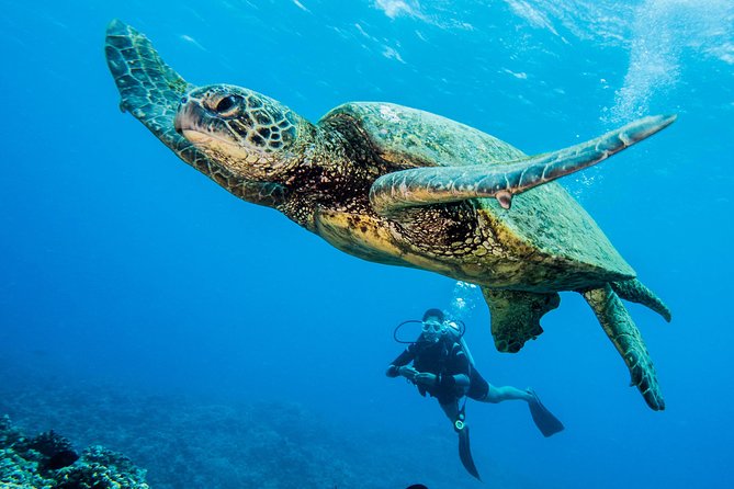 Maui Scuba Diving Introductory Lesson From Lahaina - Safety and Satisfaction