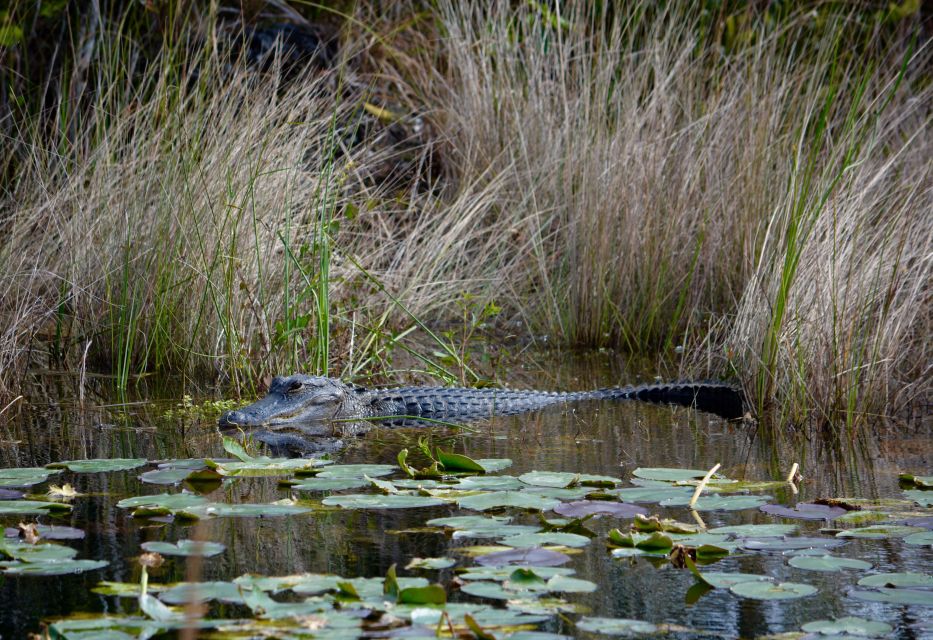 Miami: Everglades River of Grass Small Airboat Wildlife Tour - Logistics and Meeting Point Details