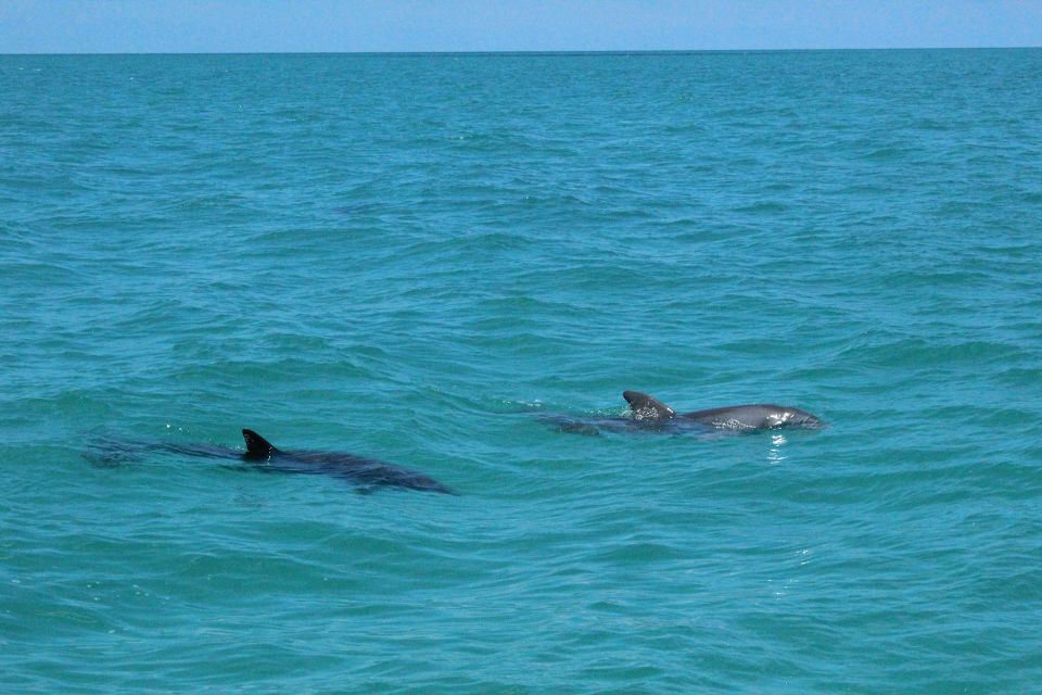 Miami to Key West Shuttle: Dolphin, Snorkeling & More - Experience Highlights