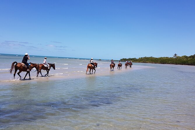 Mid-Morning Beach Horse Ride in Cape Tribulation - Additional Information