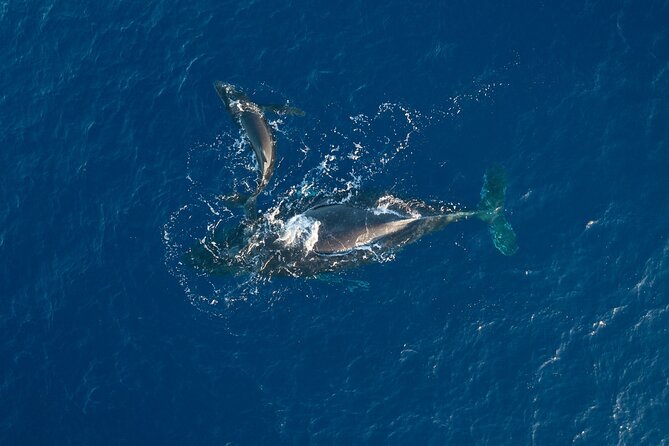 Midday Sail With the Whales Maalaea - Common questions