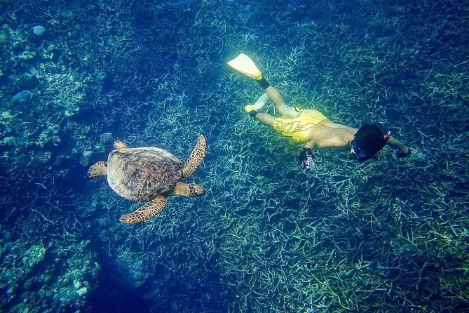 [Miyakojima, Diving Experience] Completely Charter for 2 or More People. Sometimes You Can See Sea Turtles and Sharks - Directions