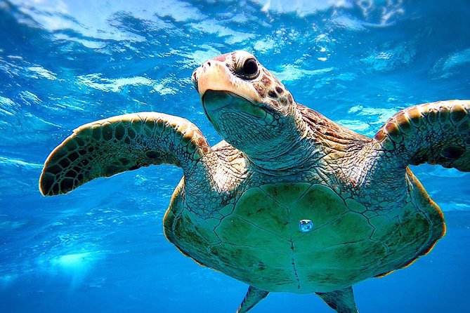 [Miyakojima Snorkel] Private Tour From 2 People Go to Meet Cute Sea Turtle - Common questions