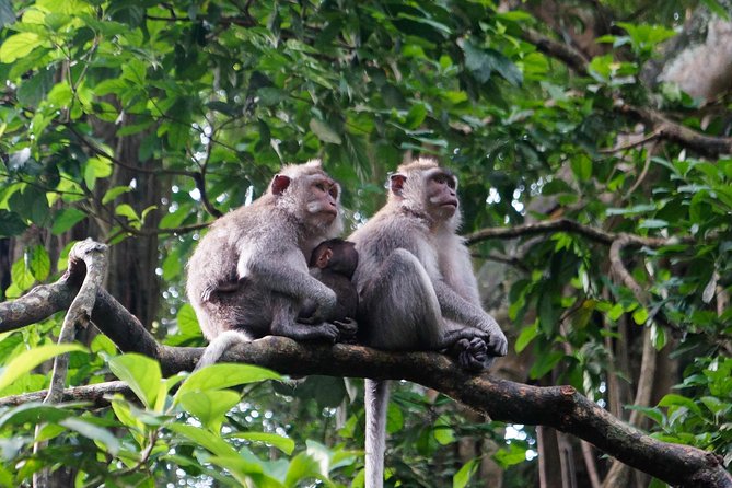 Monkey Forest, Ubud, and Rice Terraces - Spiritual Sites and Hindu Temples
