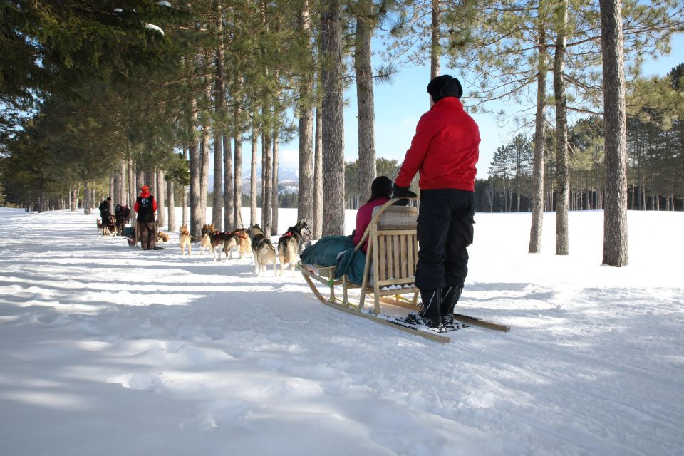 Mont-Tremblant: Dogsledding Experience - Customer Reviews