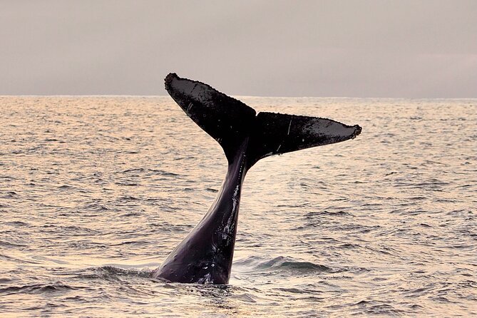 Monterey Small-Group Whale-Watching Tour  - Monterey & Carmel - Additional Information
