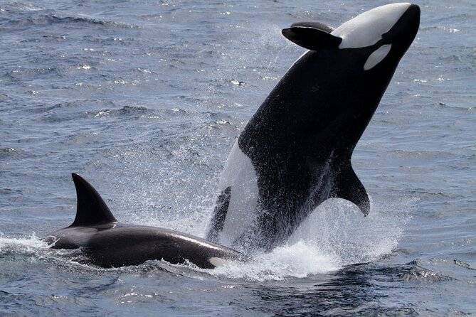 Monterey Whale Watching Tour - Experience Highlights and Tips