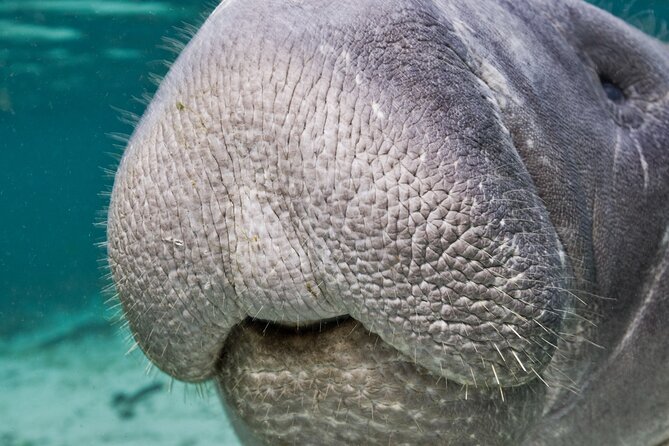 Morning Swim and Snorkel With Manatees-Guided Crystal River Tour - Equipment and Gear Provided