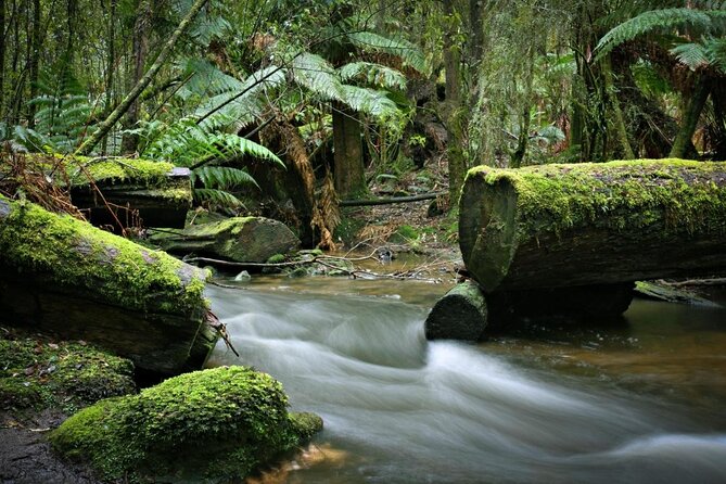 Mt Field and Styx Valley Photography Tour - Photography Experience